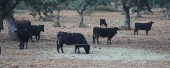 Abre en Ronda el primer centro de interpretación de la tauromaquia en España, Entrará en funcionamiento el viernes y permitirá conocer cómo vive el toro bravo en su hábitat, 12 Sep 2012 - 22:29