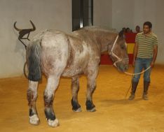 Ejemplar de caballo bretón. // Manolo Guerrero