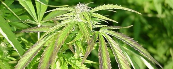 La Benemérita desmantela una plantación de marihuana en Arriate, La Guardia Civil incauta cuarenta y una macetas y numerosos utensilios para el cultivo de esta sustancia ilícita, 10 Oct 2012 - 14:39
