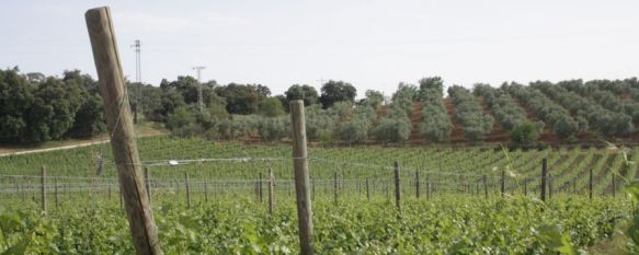 Los vinos de Ronda no pierden esencia, La vendimia ha culminado con una producción inferior que en años anteriores, pero se mantiene la calidad, 16 Oct 2012 - 19:12