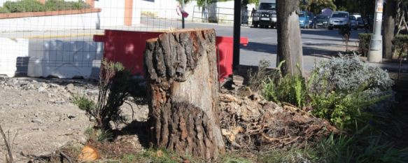 Imagen de uno de los árboles talados en la avenida de Málaga, una de las principales vías de entrada y salida a la ciudad. // CharryTV