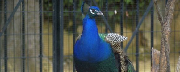 Espectacular instantánea de uno de estos animales, que durante años han convivido en la Alameda del Tajo con otras especies. // Verónica G. Lagos