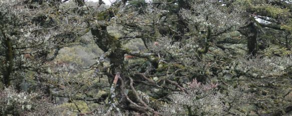 El Pinsapo de la Escalereta se denomina así por la disposición de las lajas calizas a modo de escalones sobre las que ha crecido. // CharryTV