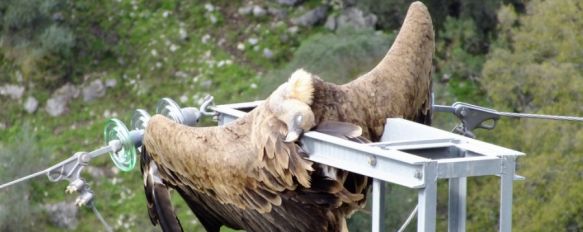 El buitre resultó electrocutado en un tendido sin aislar, según denuncia el colectivo ecologista. // Ecologistas en Acción