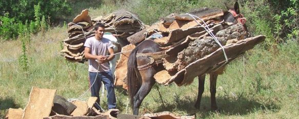 Dos empresas presentaron sus ofertas para la extracción del corcho, resultando concesionaria la que dirige Roque Gutiérrez. // CharryTV