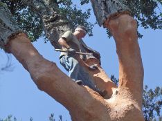 El Ayuntamiento de Ronda cuenta con unas 4.000 hectáreas en los Montes de Propio. // CharryTV