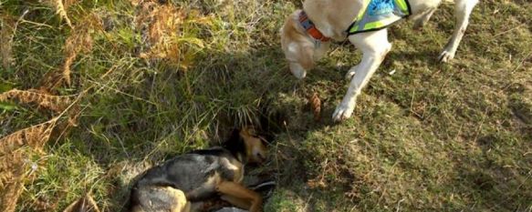 El equipo canino de la Estrategia Andaluza contra el Veneno es una parte fundamental en las investigaciones. // CharryTV