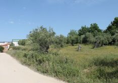 Los hechos tuvieron lugar en el Olivar de las Monjas. // CharryTV