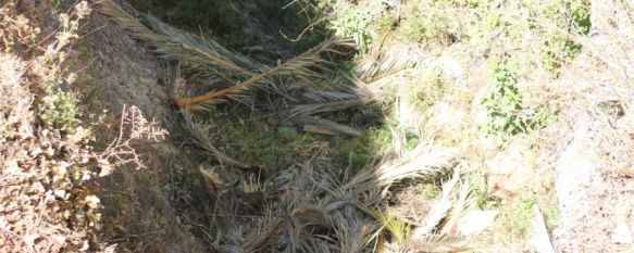 Cuando limpiar se convierte en sinónimo de esconder la suciedad , Arrojan los restos de poda de las palmeras de los Jardines de Cuenca a las cornisas del Tajo, 12 Jun 2013 - 16:34