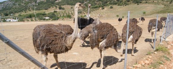 Un trozo de África en el corazón de la Serranía de Ronda, El sudafricano Ian Milstein pone en marcha un centro de interpretación del avestruz, un exótico proyecto que abrirá sus puertas a finales de año, 21 Jun 2013 - 20:40