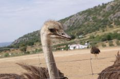 Según el promotor, los animales se han adaptado a la perfección al clima serrano. // CharryTV