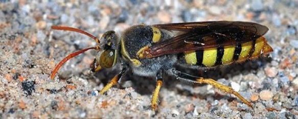Los ejemplares encontrados pertenecen a una especie autóctona. // Faluke Los ejemplares encontrados pertenecen a una especie autóctona. // Faluke