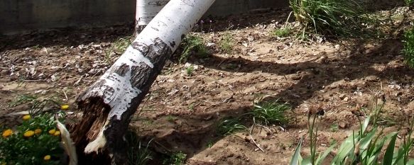 Uno de los árboles arrancados por el viento en la zona de estacionamiento del Hospital de La Serranía. // CharryTV