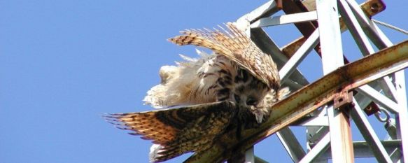 Búho real electrocutado por la falta de aislamiento del tendido eléctrico. // Ecologistas en Acción