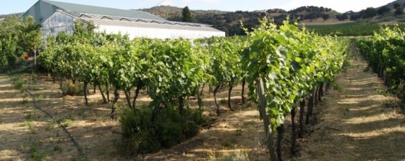 Ronda consigue la certificación de las Rutas del Vino de España                  , Las bodegas de la Serranía entran a formar parte de las 21 rutas de este exclusivo producto turístico, 12 Nov 2013 - 19:18