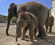 Kanvar, el único elefante asiático nacido en España. // Selwo