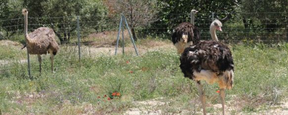 Un inversor sudafricano pone marcha un parque de avestruces en la carretera de Algeciras, Ian Milstein ha invertido una cantidad cercana al millón de euros en un proyecto enfocado al turismo y los escolares, 16 May 2014 - 15:24