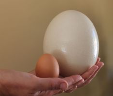 Imagen de un huevo de avestruz comparado con otro de gallina. // CharryTV