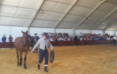 El Concurso Morfológico de Caballos de Pura Raza daba comienzo esta mañana. // CharryTV