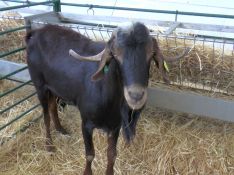 La Feria cuenta con una muestra de cabras payoyas. // CharryTV