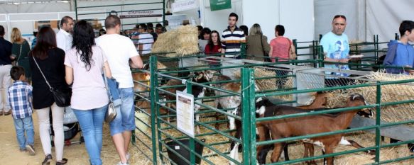 El Ayuntamiento califica de exitosa la Real Feria de Mayo, El evento ha recuperado esplendo al acoger numerosos concursos y exposiciones del sector agroganadero, 26 May 2014 - 13:10