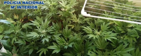 La Policía Nacional detiene a un hombre e interviene 127 plantas de marihuana en Ronda, La investigación se inició tras varias denuncias de los vecinos por el fuerte olor que se percibía en el domicilio, 27 May 2015 - 14:01
