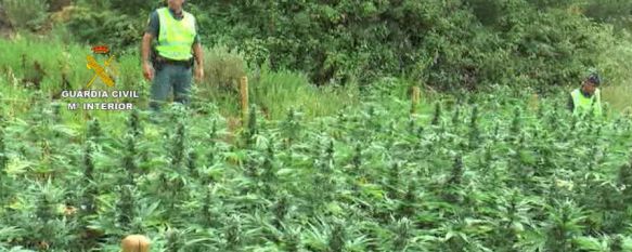 La Guardia Civil interviene en el Genal más de 9.300 plantas de marihuana y 122 kilos de cogollos, La operación se ha saldado con la detención de siete personas, acusadas de delitos de tráfico de drogas y pertenencia a organización criminal, 10 Nov 2016 - 12:58