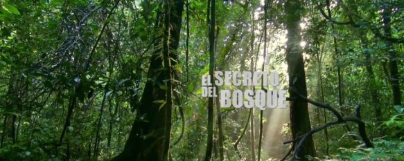 “El secreto del bosque”, mejor obra audiovisual de la Bienal Internacional de Cine Científico , El documental, realizado por  el director Antonio Grunfeld, ha sido el primero grabado de manera completa en Guinea Ecuatorial, 02 Dec 2016 - 18:48