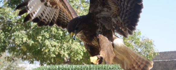 La empresa Gestión de Fauna ha realizado hoy ensayos del espectáculo en el corralón de las Murallas del Carmen. // Manuel Guerrero