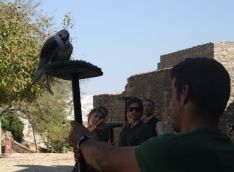 El espectáculo, con aves rapaces autóctonas como el elanio azul de la imagen, dará inicio en el mes de marzo. // Maribel Chito