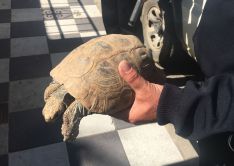 Un efectivo de la Patrulla Verde, mostrando la tortuga hallada en el interior de la vivienda  // CharryTV