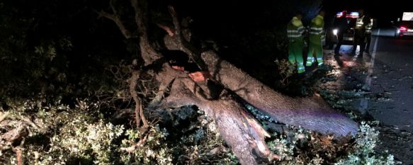 Desprendimiento de un árbol en la carretera que conecta nuestra ciudad con Sevilla  // CharryTV