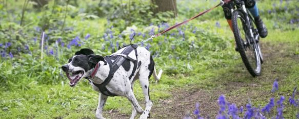 Ronda organiza su I Canicross-Bikejoring, siendo la primera sede del campeonato andaluz, Tendrá lugar los días 18 y 19 de noviembre y participan corredores con sus mascotas en categoría profesional y también habrá una carrera popular con perros, 11 Oct 2017 - 16:26