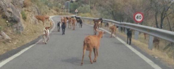 Imagen de una de las carreteras de la Serranía  // CharryTV