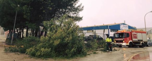 El temporal de lluvia y viento provoca incidencias leves y el cierre de los principales parques , Caídas de árboles, de señales de tráfico o vallas, han sido algunos de los problemas registrados, 11 Dec 2017 - 17:08