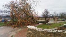 Uno de los árboles que se ha desprendido a consecuencia del temporal. // CharryTV