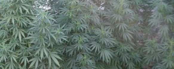 La Guardia Civil detiene a tres personas por tráfico de drogas en Benaoján, Se han incautado 31 kilos de marihuana además de intervenirse 800 euros en metálico, 26 Oct 2011 - 20:55