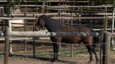 El ganado ecuestre de la Escuela de Equitación de la Real Maestranza de Caballería tuvo que ser rescatado de sus instalaciones por los cuerpos de seguridad. // CharryTV