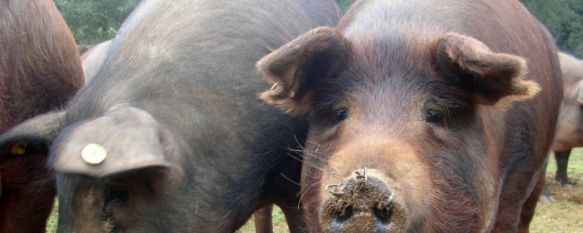 La Guardia Civil detiene a cuatro personas por un robo de ganado porcino en Benarrabá, La furgoneta en la que huían los supuestos delincuentes fue abandonada por avería y colisión, 03 Nov 2011 - 17:21