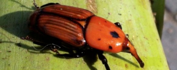 Medio Ambiente organiza una jornada informativa sobre la afección del picudo rojo, Se trata de un insecto que ataca a las palmeras. Se han detectado casos en Ronda o Gaucín. , 07 Nov 2011 - 16:06