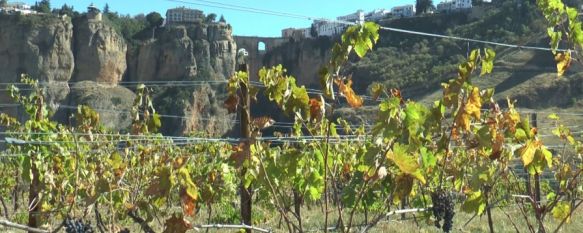 Pese a que las variedades tintas representan a día de hoy alrededor de un 80%, las variedades blancas se venden a buen ritmo, como sostiene el presidente de la Asociación de Bodegueros y Viticultores, Pedro Morales. // CharryTV