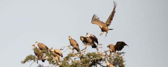 El pinsapar de la Sierra de las Nieves, amenazado por el peso de los buitres, El fotógrafo Alejandro Guerrero denuncia que las dimensiones de estas aves merman la capacidad reproductiva de este icono del futuro Parque Nacional, 12 Nov 2019 - 16:57