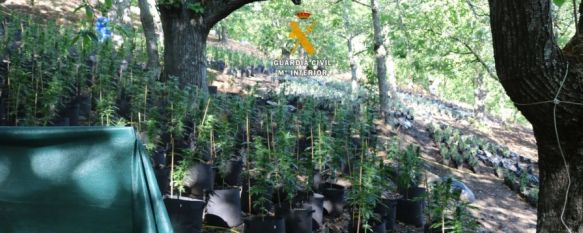 La Guardia Civil desmantela una organización criminal por cultivo de marihuana en Faraján, La operación se ha saldado con cuatro detenciones, y un investigado por delitos contra la salud pública, y se han incautado 6.043 plantas de hachís y polvo de cannabis, 16 Dec 2019 - 17:56