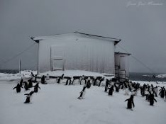 El joven arriateño ha guiado durante varias temporadas a los turistas por las colonias del pingüino emperador. // Juan José Miramón