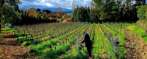 El Moscatel de Alejandría de BadMan Wines logra una Medalla de Oro en un concurso mundial, Unos 70 vinos de todo el mundo, en su mayoría españoles y portugueses, han recibido esta distinción por el certamen lisboeta International Awards Virtus , 21 Feb 2020 - 19:19