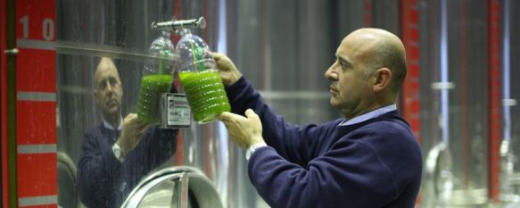 La producción de aceite de oliva cae un 15% en la Serranía de Ronda, Las inspecciones preocupan a los agricultores de pequeñas explotaciones, fundamentalmente familiares, 25 Nov 2011 - 19:44