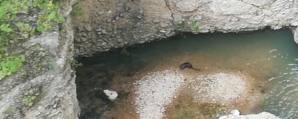 Aparece una nutria nadando en La Mina, en el fondo del Tajo, Dos jardineros municipales se encontraban tratando las palmeras de los Jardines de Cuenca cuando avistaron al mamífero buceando en el río Guadalevín, 22 Apr 2020 - 16:59