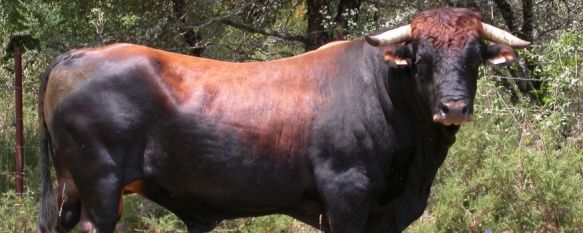 Dos vacas pajunas de la Serranía están participando en este innovador proyecto. // Juan Luis Muñoz
