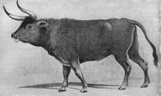 El uro se extinguió en 1627 y es precursor de muchas de las especies de ganado vacuno que explotamos ahora. // CharryTV