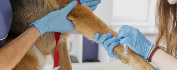 Los veterinarios reclaman la rebaja del IVA de sus servicios que se mantiene en el 21%. // Freepik